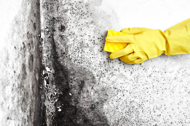 Best Air Quality Testing for Mold Spores  in Angola, NY